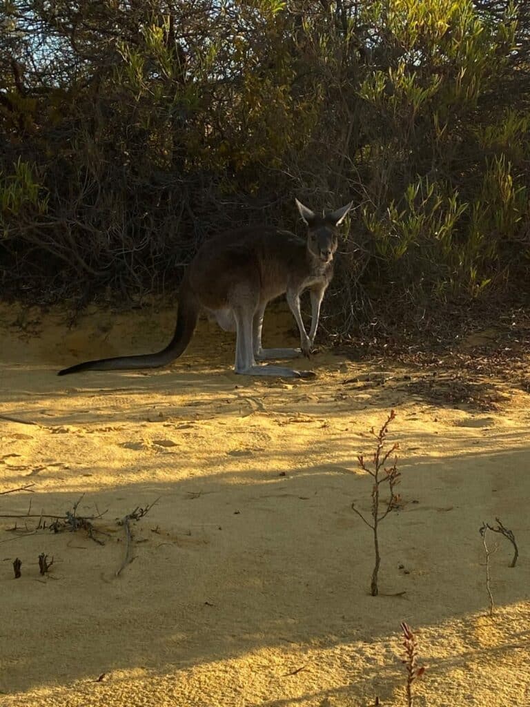 Australie